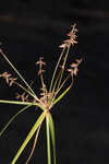 Fourangle flatsedge